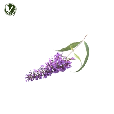 부들레야추출물 (Buddleja Davidii Extract)