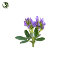 자주개자리추출물 (Medicago Sativa (Alfalfa) Extract)