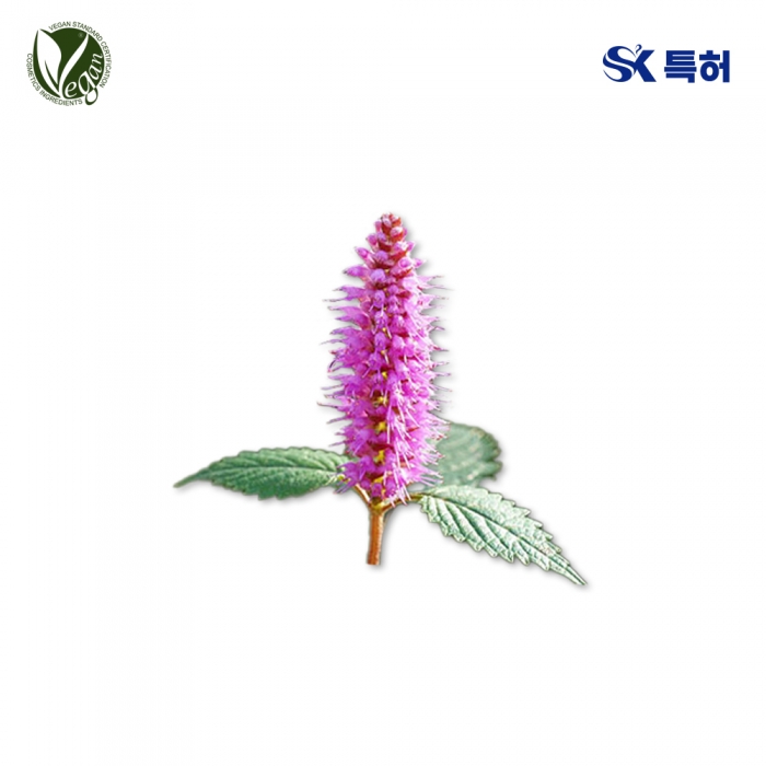 꽃향유추출물 (Elsholtzia Splendens Extract)