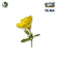 애기달맞이추출물 (Oenothera Laciniata Extract)