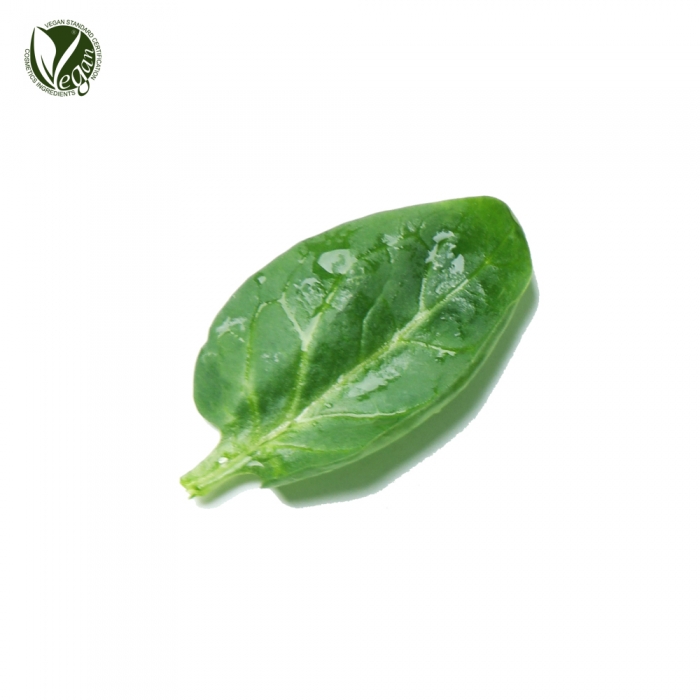 보물초추출물 (Spinacia Oleracea (Spinach) Extract)