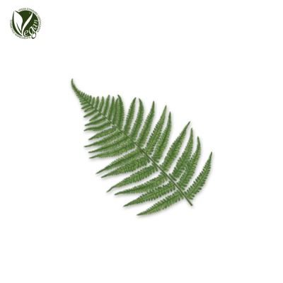 관중추출물 (Dryopteris Crassirhizoma Root Extract)