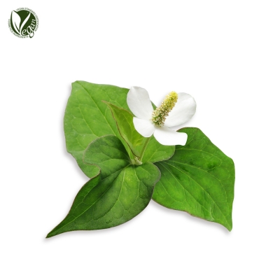 어성초파우더(Houttuynia Cordata Powder)