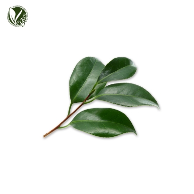 동백나무잎추출물 (Camellia Japonica Leaf Extract)