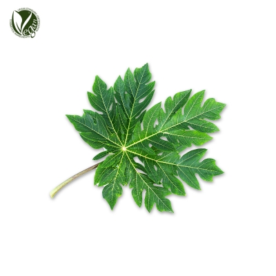 파파야잎추출물 (Carica Papaya (Papaya) Leaf Extract)