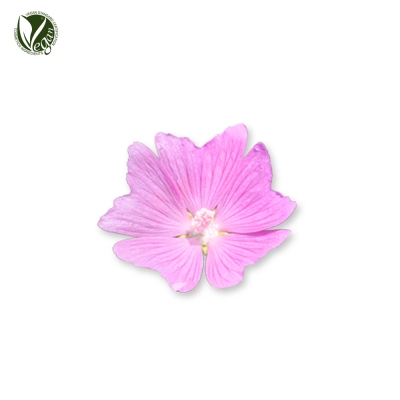 모스카타접시꽃잎추출물 (Malva Moschata Leaf Extract)