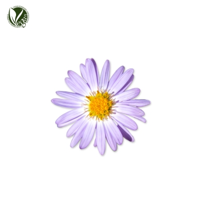 섬쑥부쟁이추출물 (Aster Glehnii Extract)