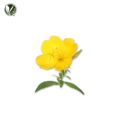 달맞이꽃추출물 (Oenothera Biennis (Evening Primrose) Extract)