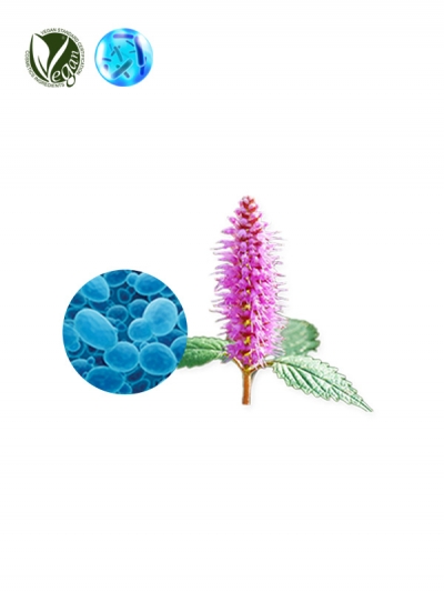 VEGANIOME&reg; ShinyMint (Elsholtzia Splendens Extract, Saccharomyces Ferment Filtrate)