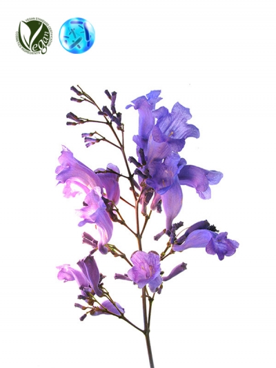 Jacaranda Flower Extract (Jacaranda mimosifolia Flower Extract)