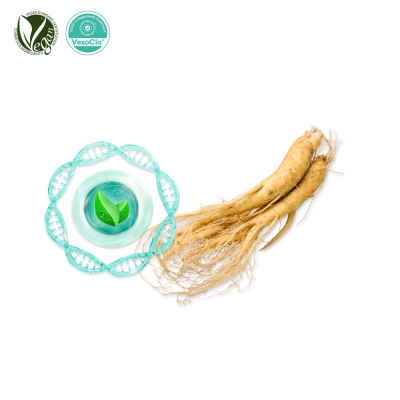 VexoClo&reg; Ginseng (Panax Ginseng Vesicles,인삼소포)