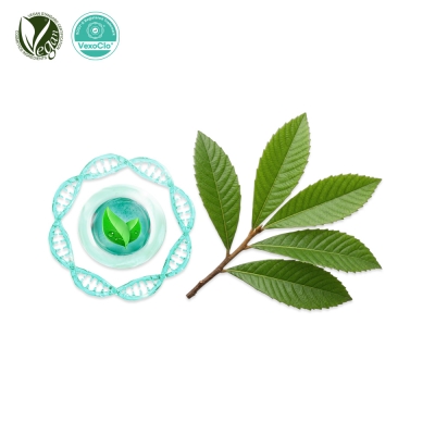 VexoClo&reg; PipaLeaf (비파나무잎추출물, Eriobotrya Japonica Leaf Extract)
