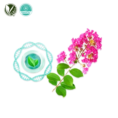 VexoClo&reg; CrapeMyrtle (배롱나무꽃소포, Lagerstroemia Indica Flower Vesicles )