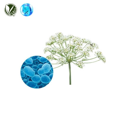 VEGANIOME&reg; WhiteAngel/구릿대 (효모/구릿대뿌리발효추출물, Saccharomyces/Angelica Dahurica Root Ferment Extract)