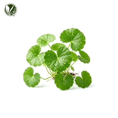 CENTELLANE&reg;,센텔란 (병풀추출물, Centella Asiatica Extract)