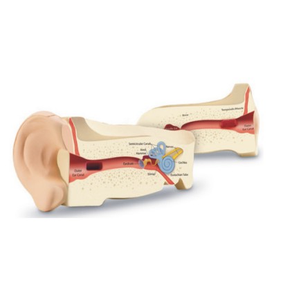인체 청각기관 단면모형
