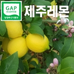 제주레몬 3kg /5kg (GAP인증)