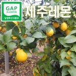 제주레몬 3kg /5kg (GAP인증)