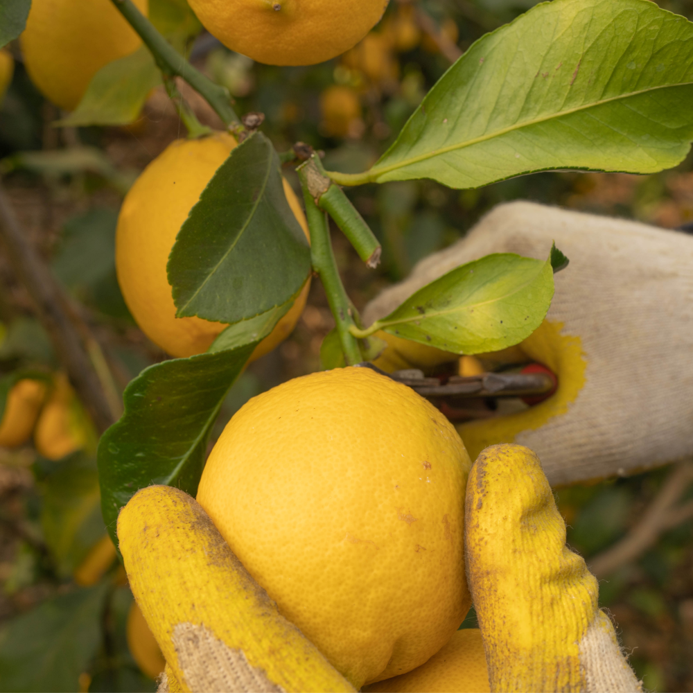 [2026년 햇레몬] GAP 인증 제주레몬 2kg 3kg 5kg