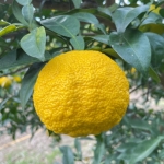 [2025년 햇유자] 소적두 통영유자청 560g(병)