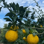 [2025년 햇유자] 소적두 통영유자청 560g(병)