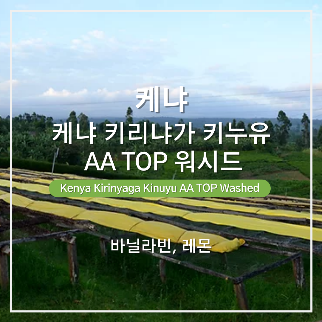 케냐 키누유 AA TOP 워시드