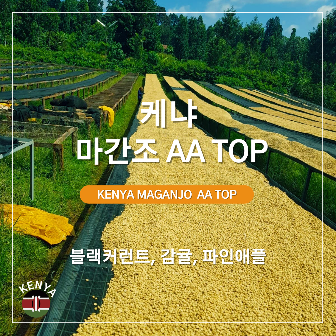 케냐 마간조 AA TOP 워시드