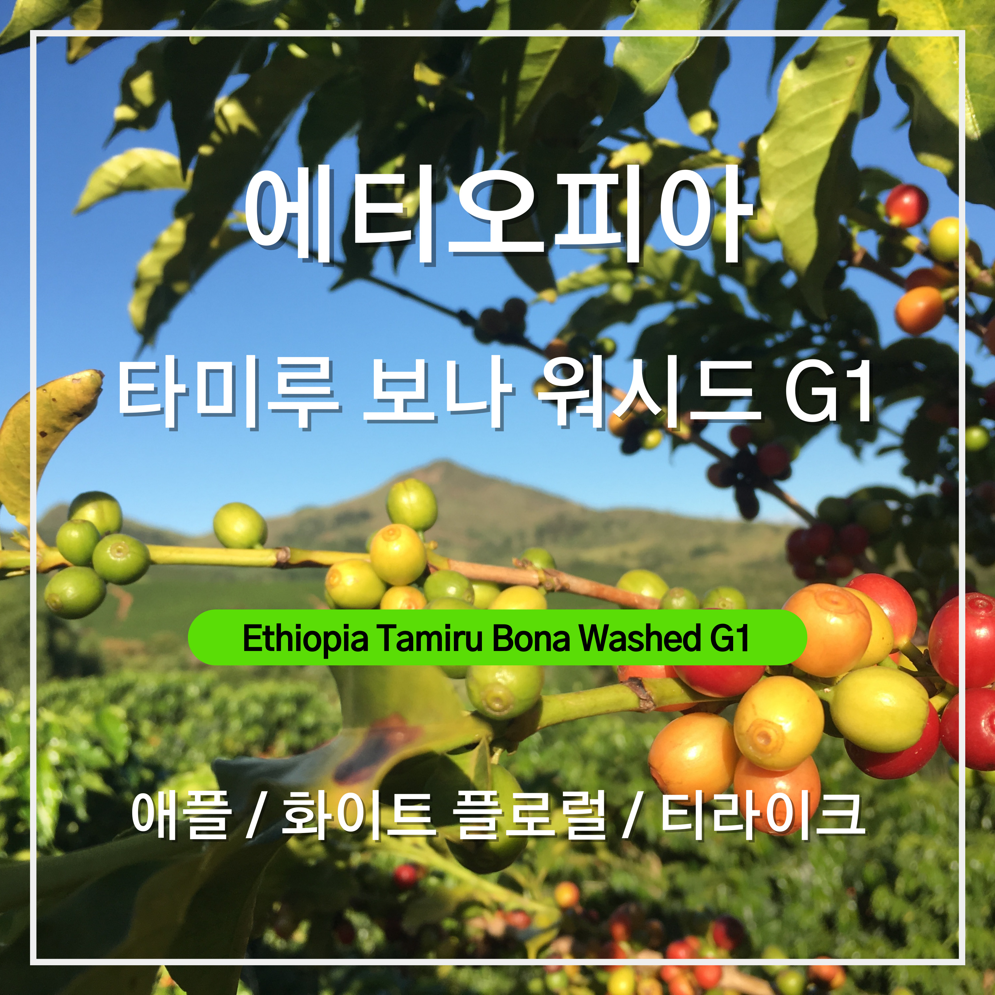 에티오피아 타미루 보나 워시드 G1