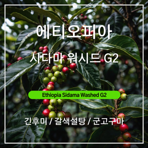 에티오피아 시다마 워시드 G2