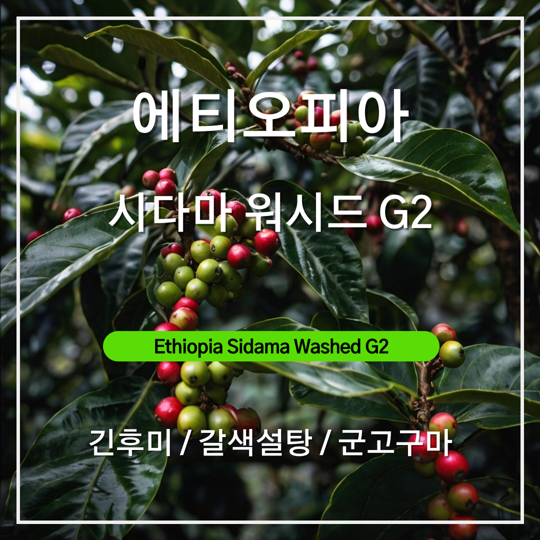 에티오피아 시다마 워시드 G2