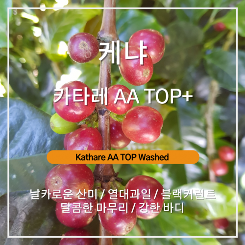 케냐 카타레 AA TOP+ 워시드