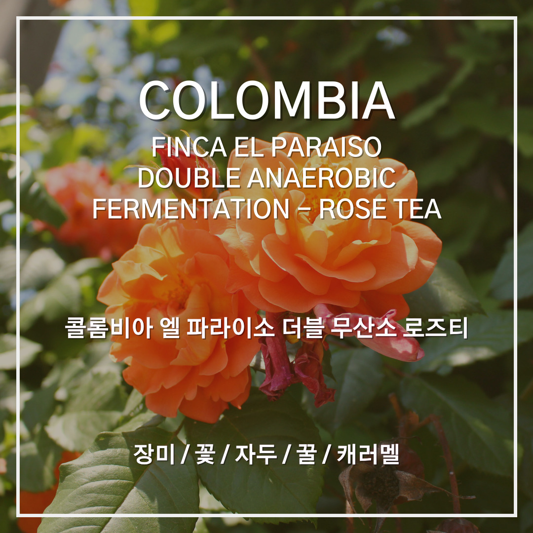 콜롬비아 핀카 엘 파라이소 더블 무산소 로즈티
