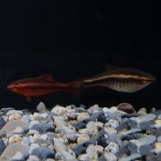 체리 바브 [10마리]