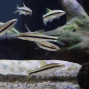 시아미즈 알지이터