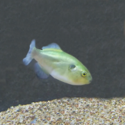 Wild 아보카도 복어