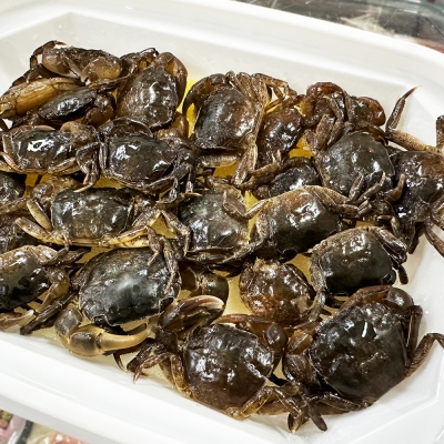 조피싱 잡어퇴치용 히트 게미끼 73g