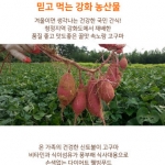 강화 속노랑고구마 5kg, 10kg