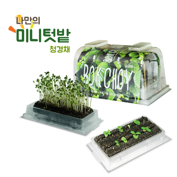 [펫토마토] 미니텃밭 청경채 / 식물가꾸기