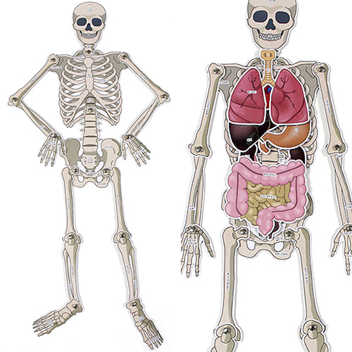 [상아사이언스] 인체골격 내부장기모형