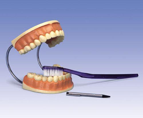 [사회보건] 대형 치아 모형(D16)