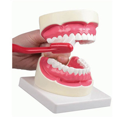 [사회보건] 치아 모형 (D217)