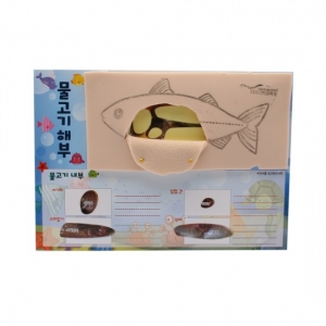 물고기해부 만들기 5인세트 (2개) / 눈, 코, 입, 지느러미, 비늘, 아가미, 심장, 부레, 간, 창자, 난소 / 물고기 특징 학습