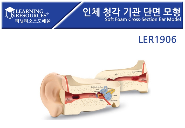 [LER1906]인체 청각 기관 단면 모형