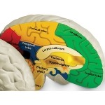 [LER1903] 인체 뇌 단면 모형 / 뇌의 구조관찰