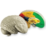 [LER1903] 인체 뇌 단면 모형 / 뇌의 구조관찰