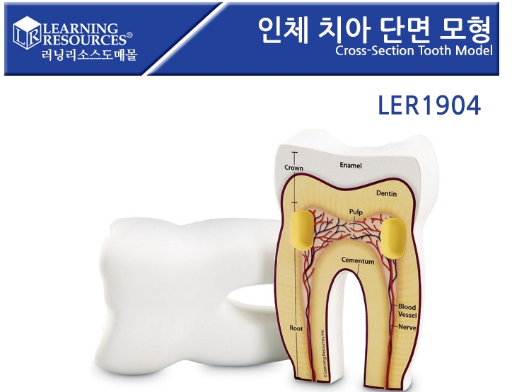 [LER1904]인체 치아 단면 모형