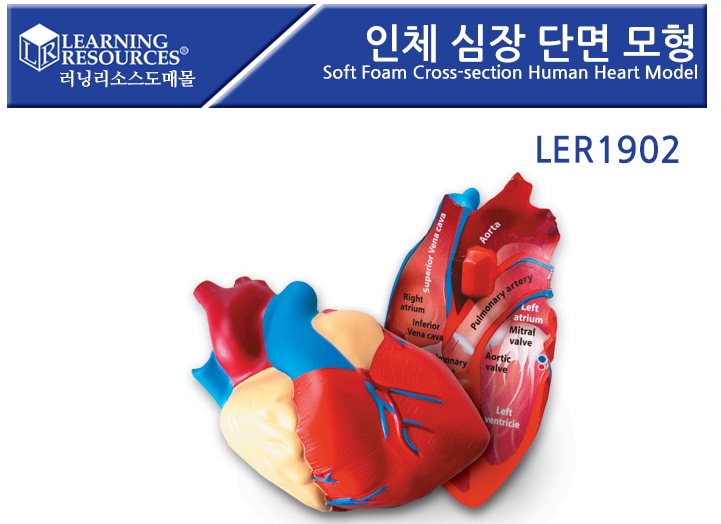 [LER1902]인체 심장 단면 모형