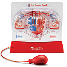 [EDU 3535] 심장의 운동 모형 Pumping Heart Model / 혈액의 흐름 관찰 / 인체학습 교구