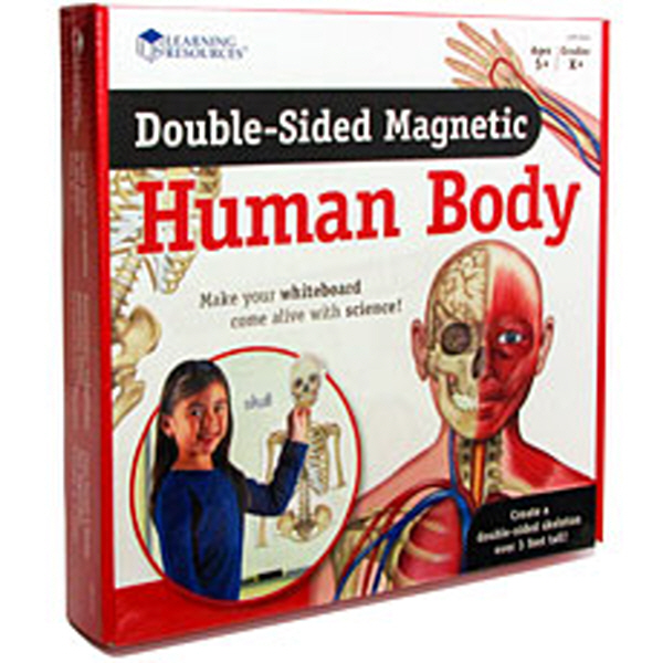 [EDU 6044] 자석 양면 인체모형 Double-Sided Magnetic Human Body / 1미터 인체 모형 관찰