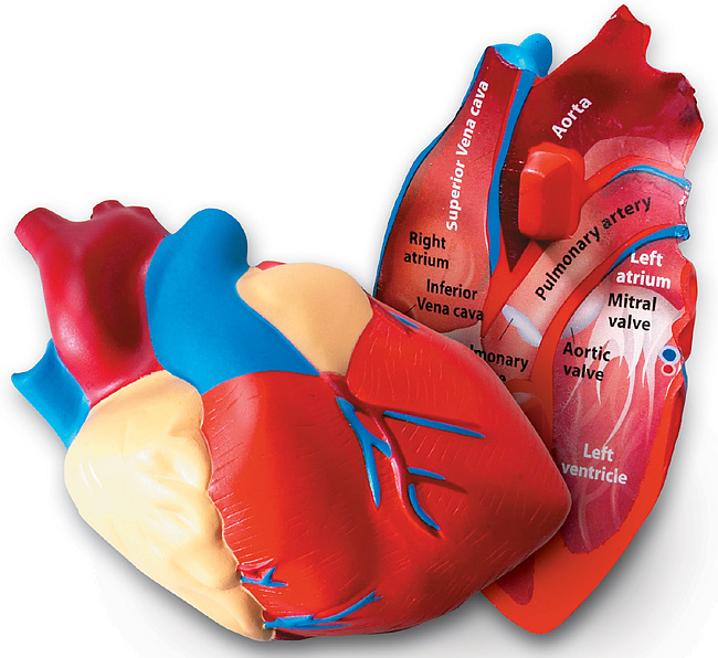 [EDU 1902] 인체 심장 단면 모형 Cross-Section Human Heart Model / 인체탐구 활동